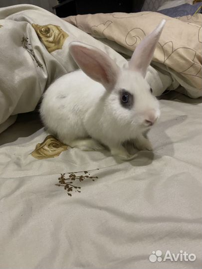 Декоративные кролики