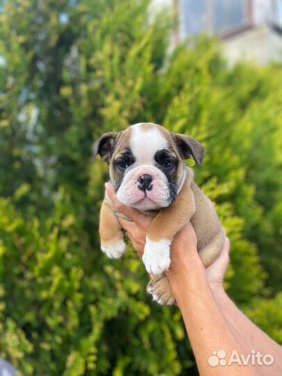 Английский бульдог