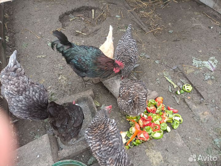 Куры несушки