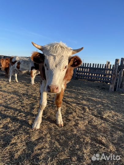 Обменяю быка на мотоцикл Racer Tourist