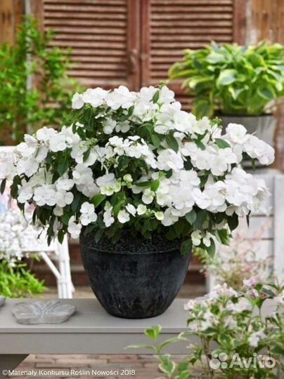 Ампельная гортензия