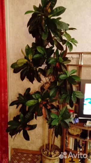 Кротон высота 2,5 м ширина 1 м