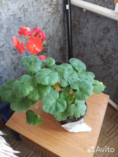 Комнатные цветы