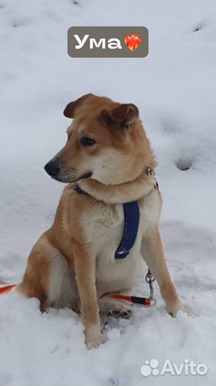 Домашняя Ума мерзнет в приюте