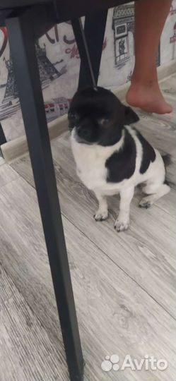 Чихуахуа мини