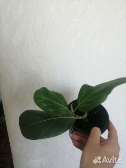 Нолина, Фикус Одри (Андрей), Кроссандра