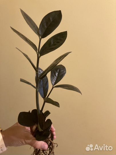 Замиокулькас черный давон