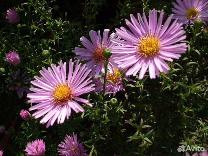 Астра кустарниковая Peter Harrison Саженцы, Рассад