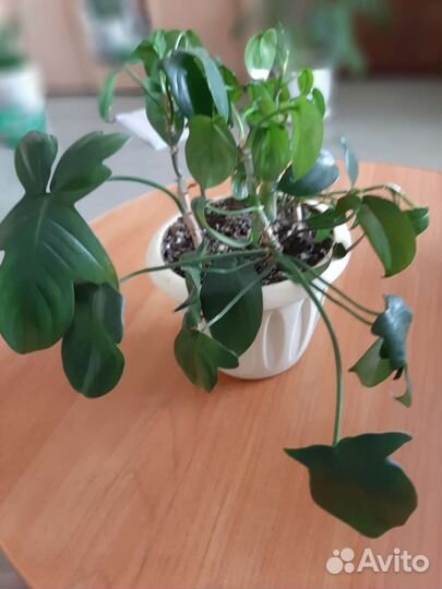 Филодендрон гитаровидный