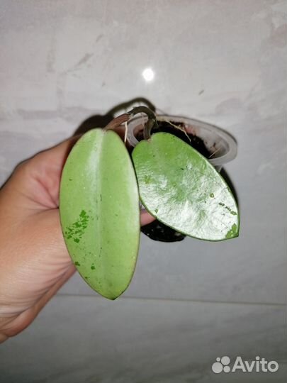 Хойи коллекционные и дисхидии