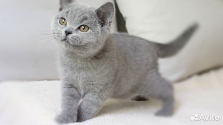Британские котята