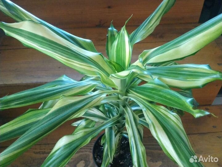 Драцена вариегатная Yellow coast