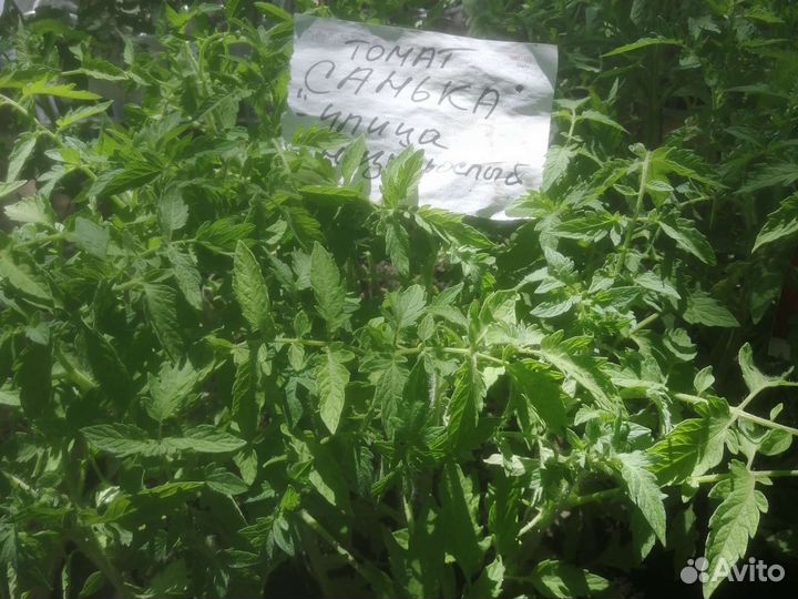 Рассада помидор Теплица/Улица Доставка