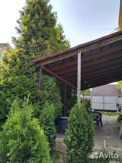 Туя брабант