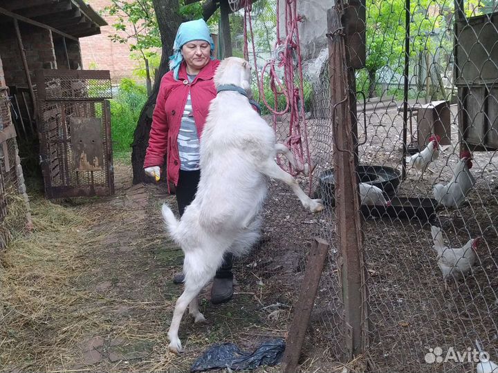 Коза на мясо