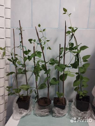 Клематис Белое облако