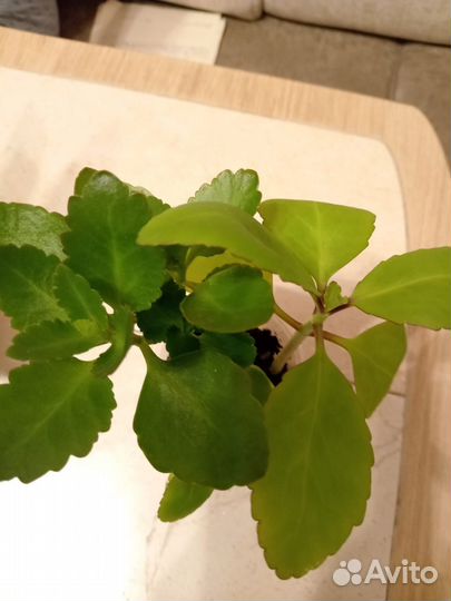 Комнатные цветы