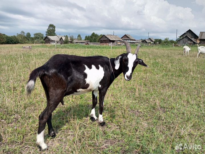 Продам заано-нубийскую козу