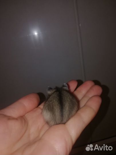 Джунгарские хомячки