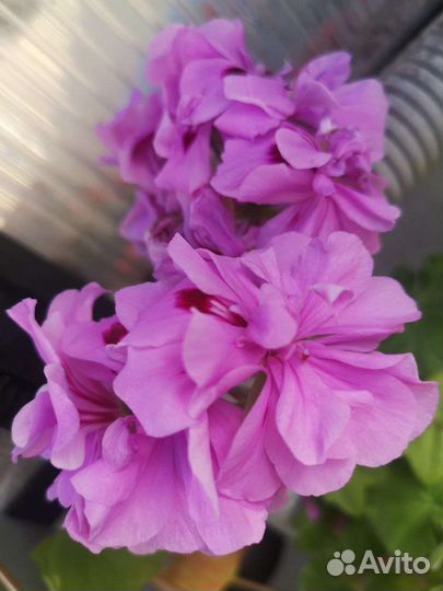 Герань, Цветы, Рассада цветов