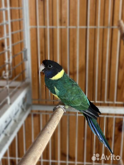 Воротничковый попугай девочка