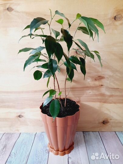 H-40см. Фикус бенджамина + пластм.горшок