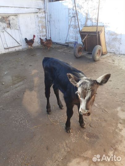 Тёлка 1 неделя