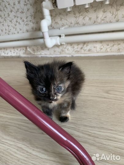 Отдам в добрые руки