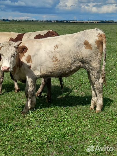 Два бычка четыре телочки