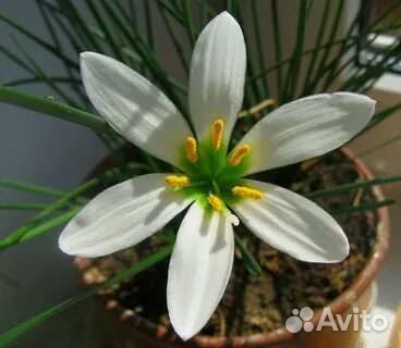 Выскочка белая,каланхоэ лечебный, хлорофитум