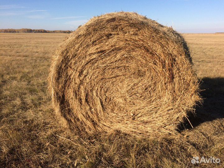 Сено в рулонах
