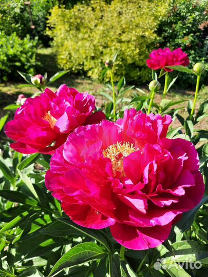 Пион Ann Zahller