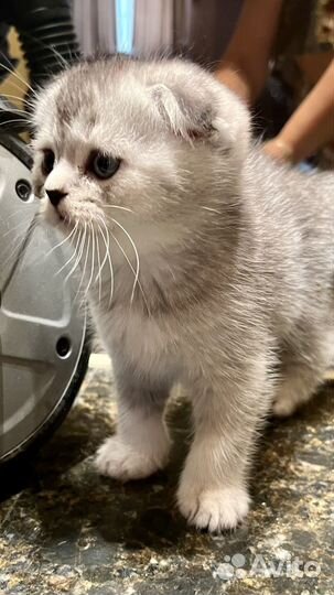 Шотландские котята