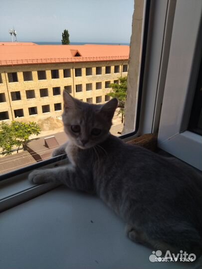 Кошка смешанной породы