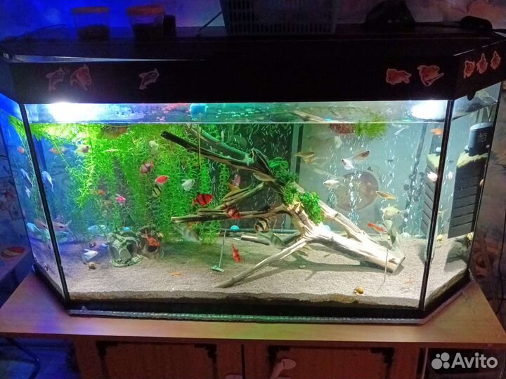 Аквариум