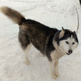 Собака в добрые руки отдам бесплатно