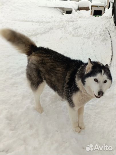 Собака в добрые руки отдам бесплатно