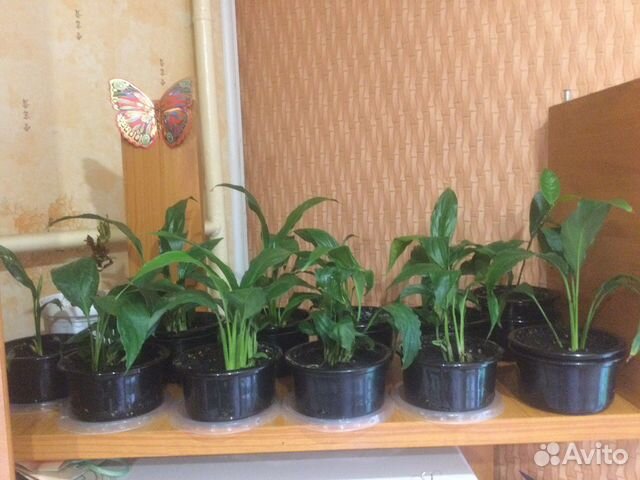 Спатифиллум детки