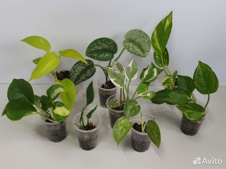 Комнатные цветы