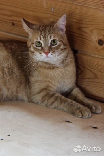 Кот Рыжик в добрые руки