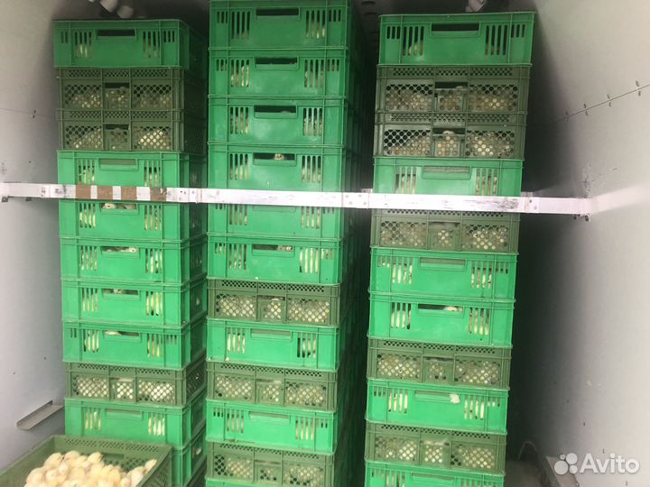 Птица оптом