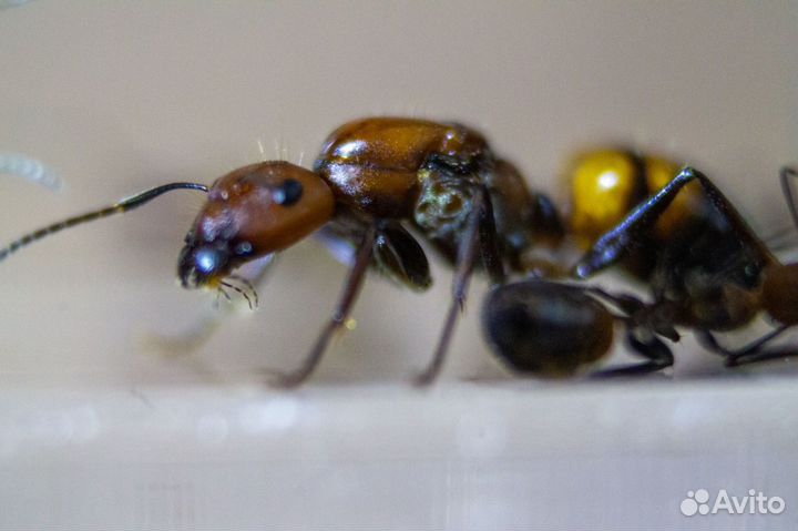 Messor muticus(муравей-жнец ), camponotus