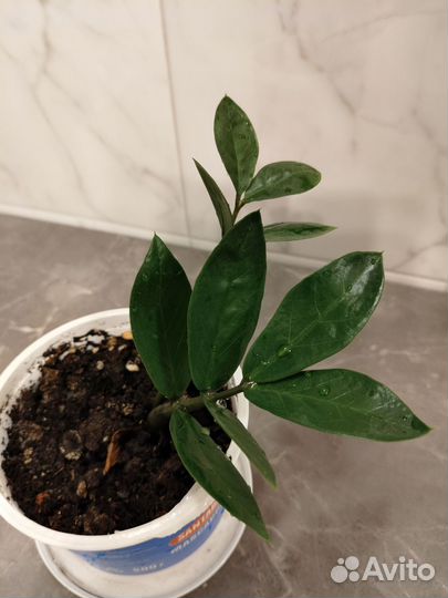 Замиокулькас