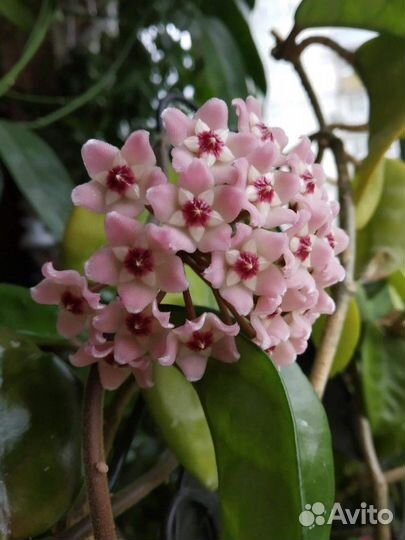 Хойя на срез