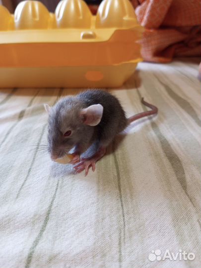 Декоративные Крысята Рекс и Дамбо