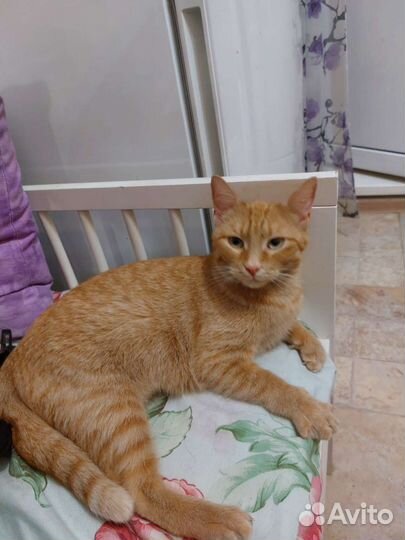 Преданное сердечко чудесной кошки