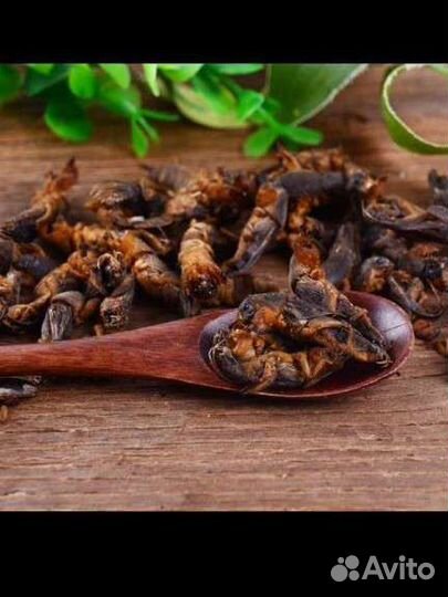 Медведка азиатская