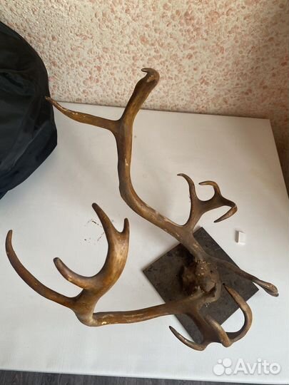 Рога оленя