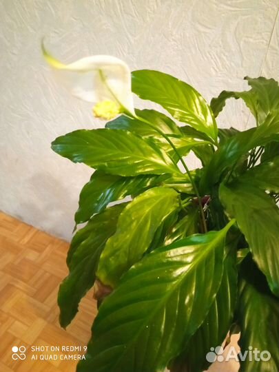 Спатифиллум