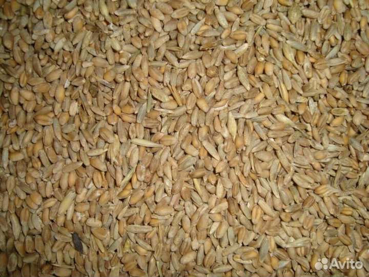 Зерносмесь